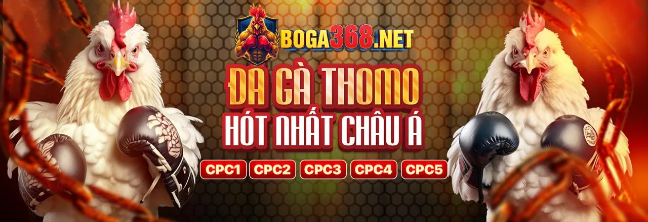 Sân đấu đá gà trực tuyến tại Club888 APK 2026